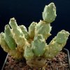 Tephrocactus_dactylifera